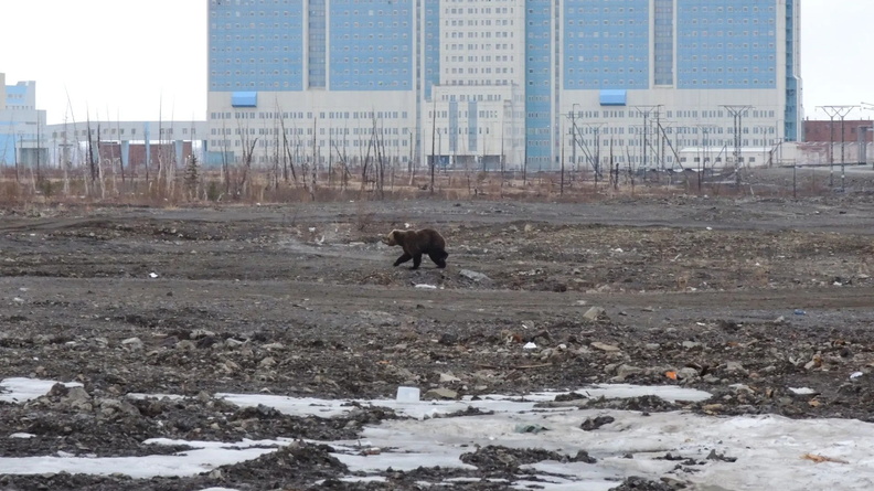Brown Bear strolls through wasteland in front of the hospital in the Arctic city of Norilsk, Russia